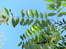 Phyllonorycter robiniella_мины_сентябрь_2